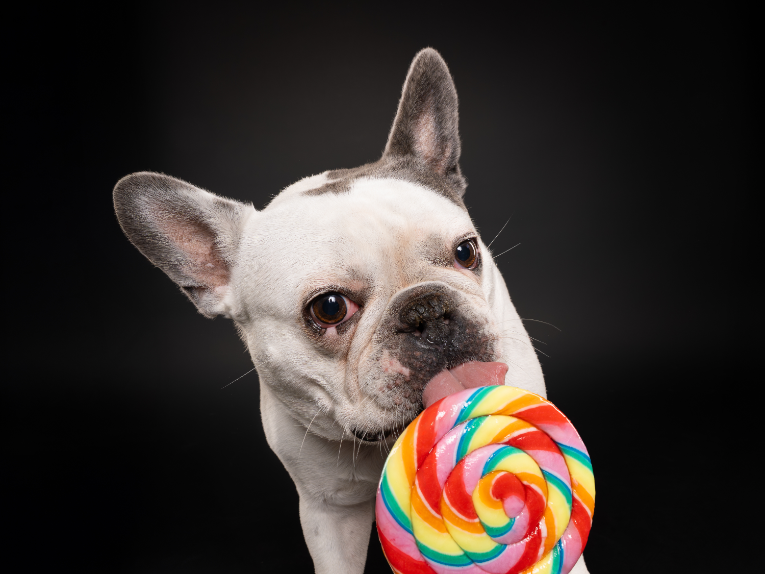 Eine Französische Bulldogge leckt an einem Regenbogenlollie